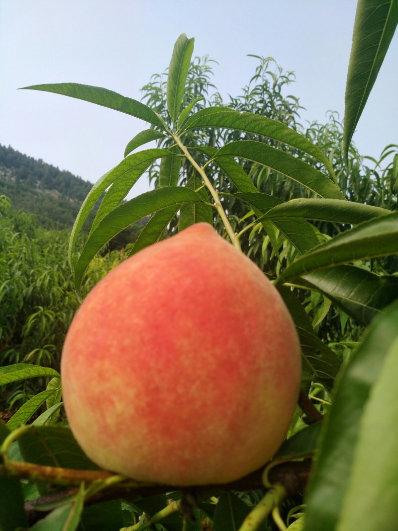 水蜜桃