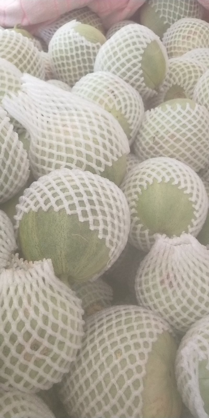 甜瓜青皮花豹博洋六一博洋九