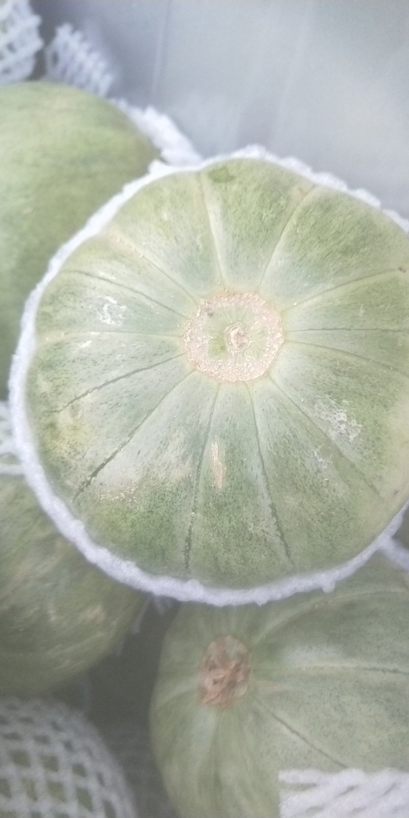 甜瓜青皮花豹博洋六一博洋九