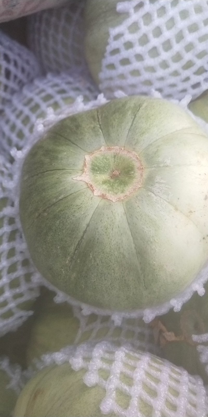 甜瓜青皮花豹博洋六一博洋九