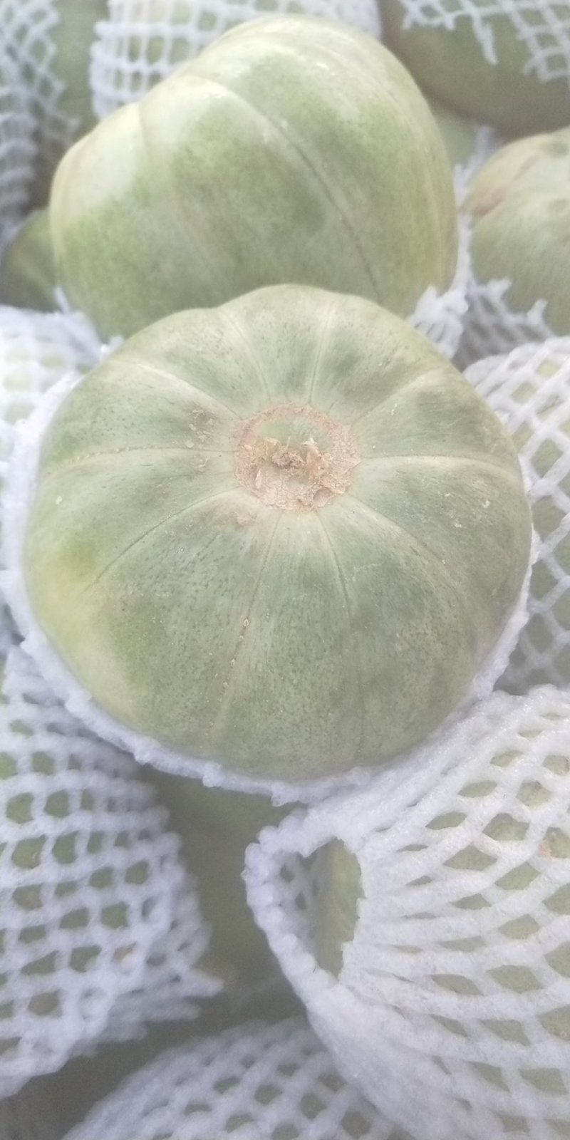 甜瓜青皮花豹博洋六一博洋九