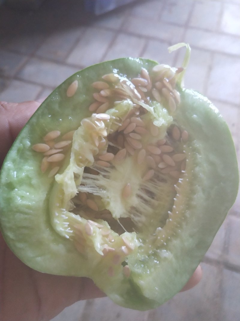 甜瓜青皮花豹博洋六一博洋九