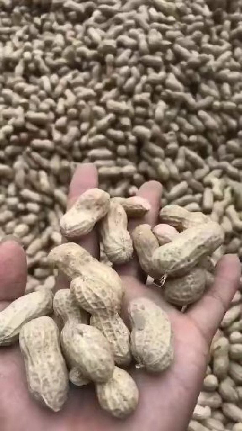 鲁花8号鲜花生，大量供应，过筛，精品，包上车