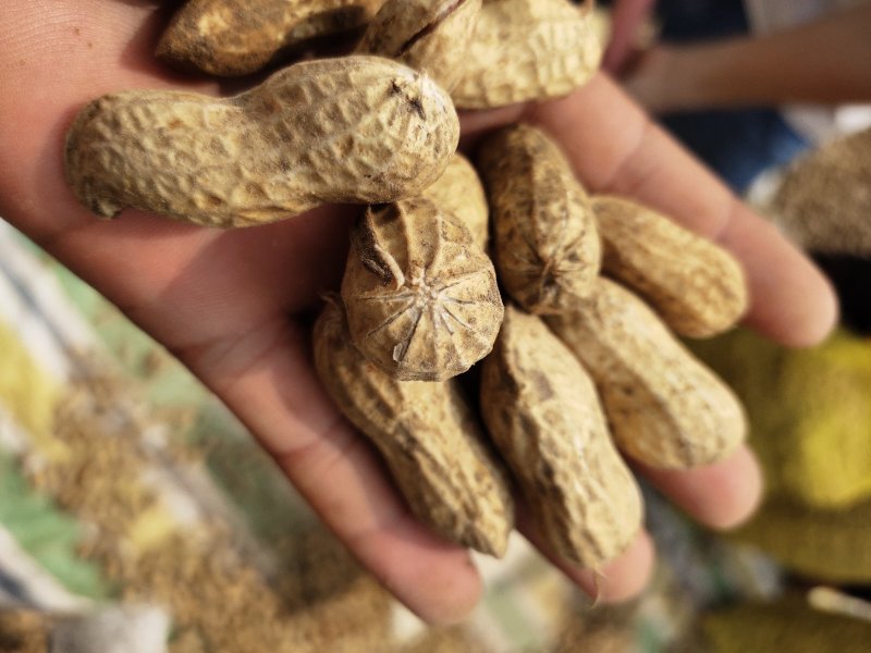 鲁花8号鲜花生，大量供应，过筛，精品，包上车