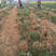 优质沙苑黄花菜苗，一手货源产地直发，免费技术指导