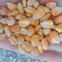 饲料黄玉米粒，自然干玉米