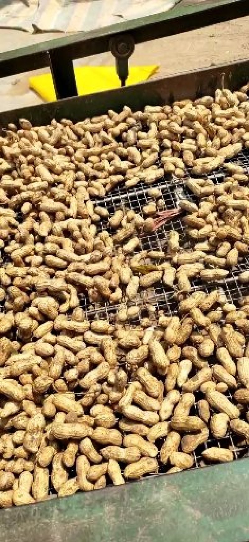 鲁花8号鲜花生，过筛，手选精品鲜花生商超市场档口大量