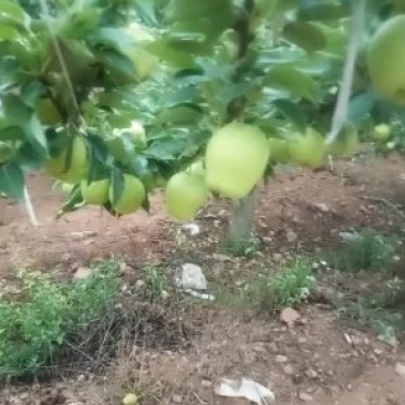 大量早酥梨上市了