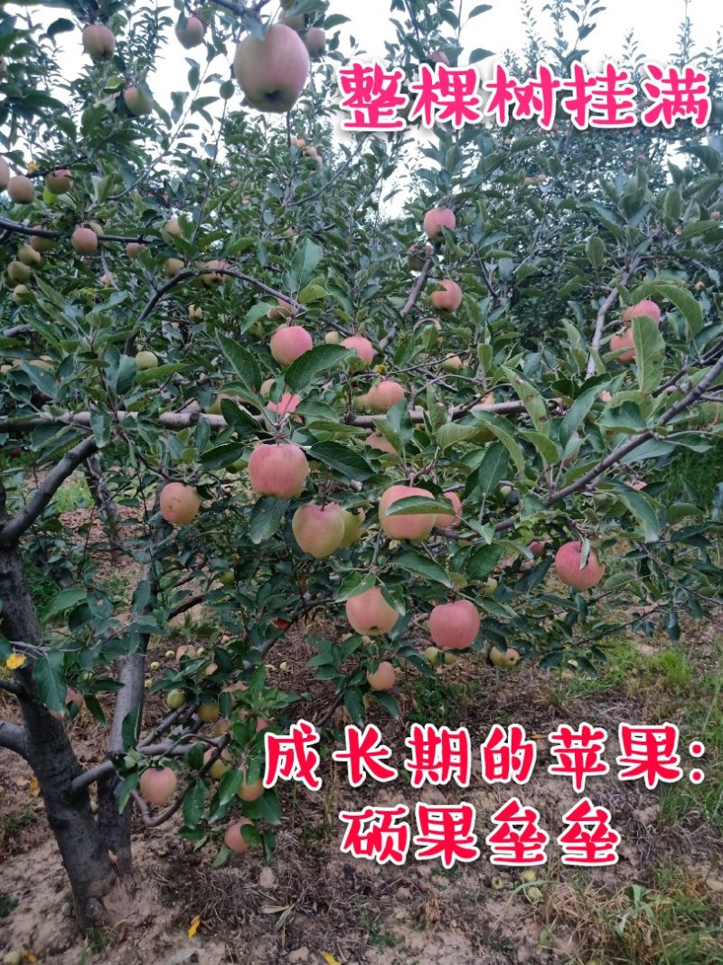 鲁丽苹果苗纯嫁接品种带泥浆保湿发货包邮