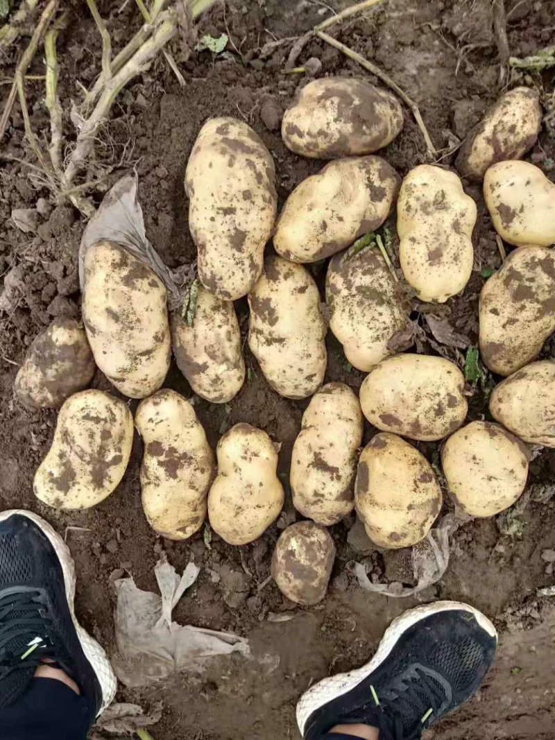 精品土豆希森六，806.黄心荷兰十五品种齐全质量保证