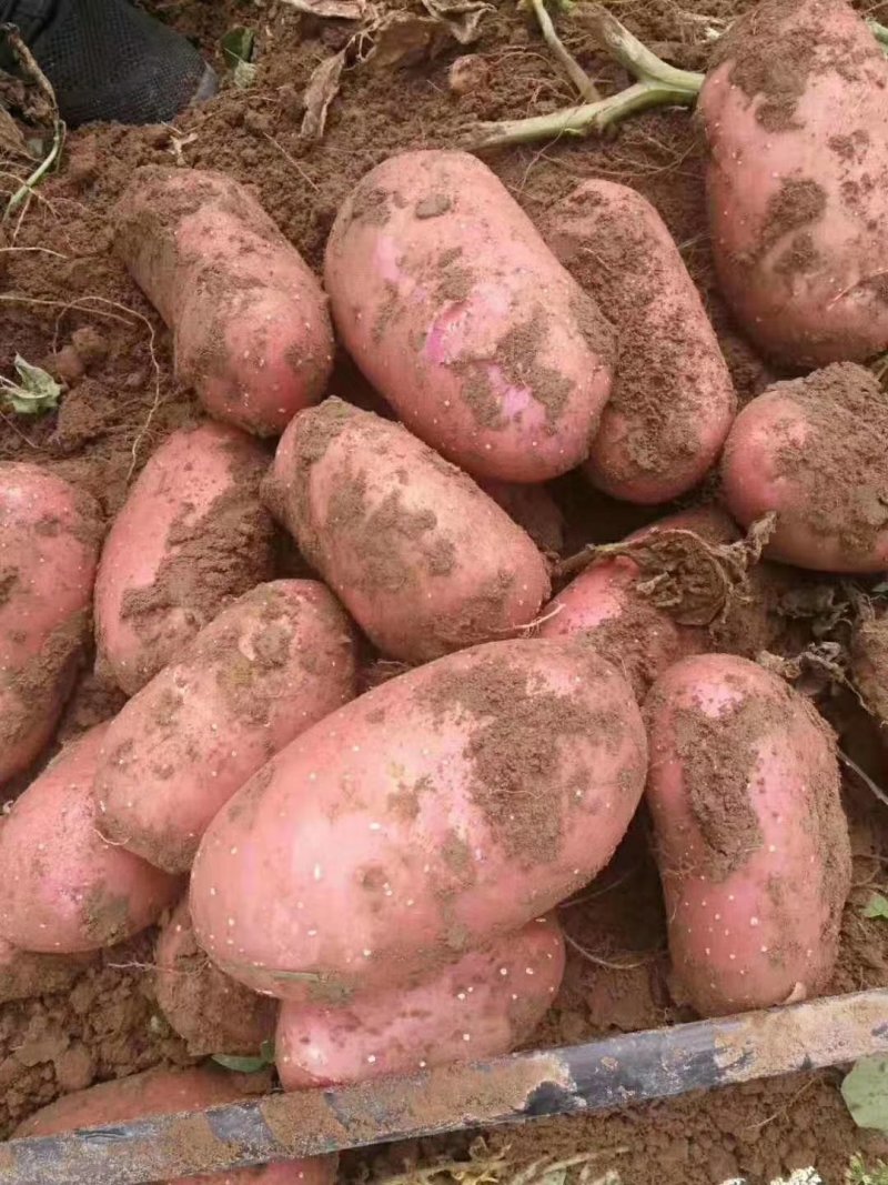 精品土豆希森六，806.黄心荷兰十五品种齐全质量保证