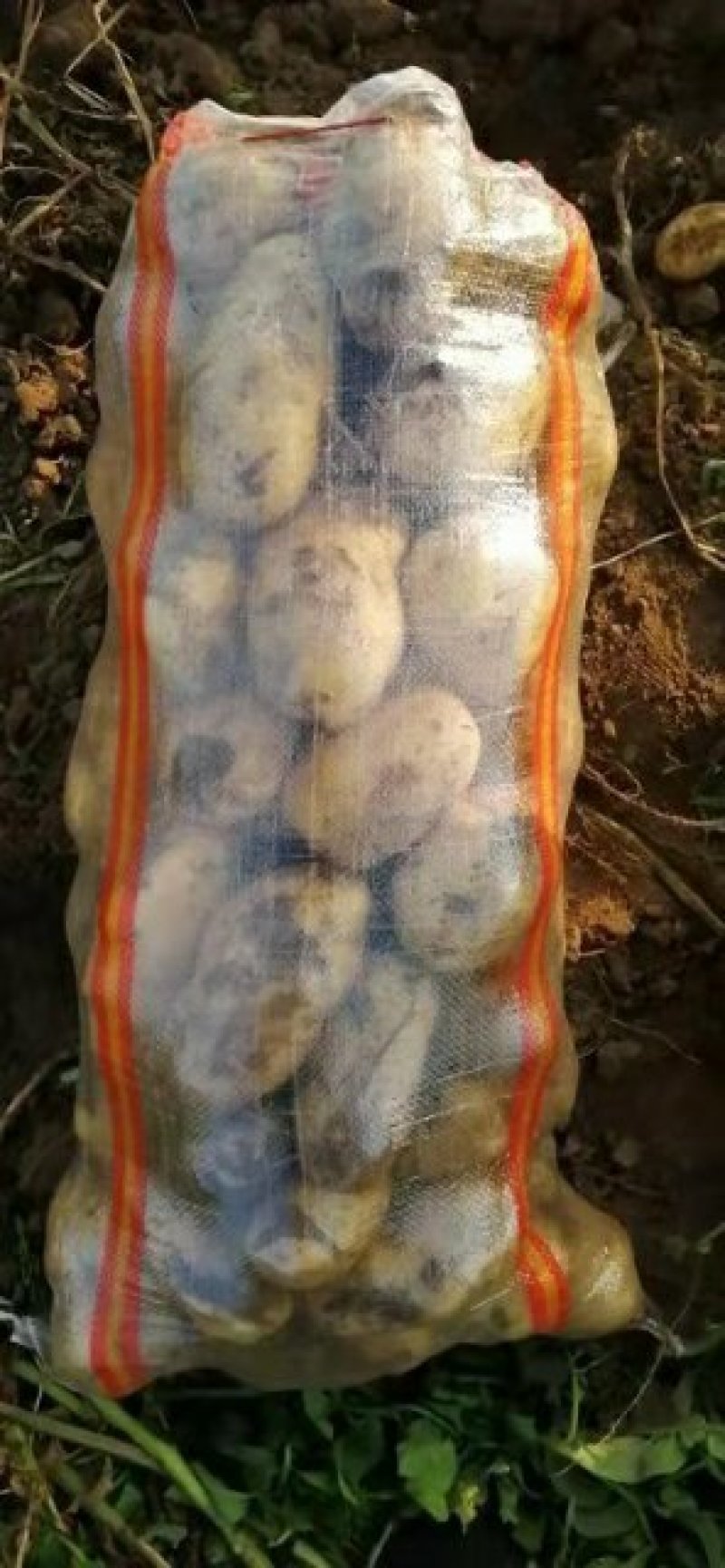 精品土豆希森六，806.黄心荷兰十五品种齐全质量保证