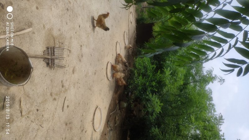 土鸡，果园鸡