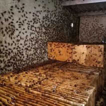 美洲大蠊