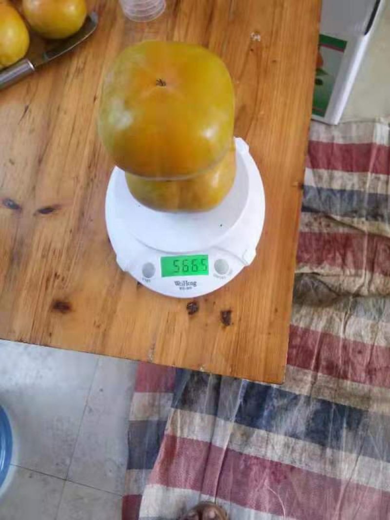 大量出售云南脆柿子，