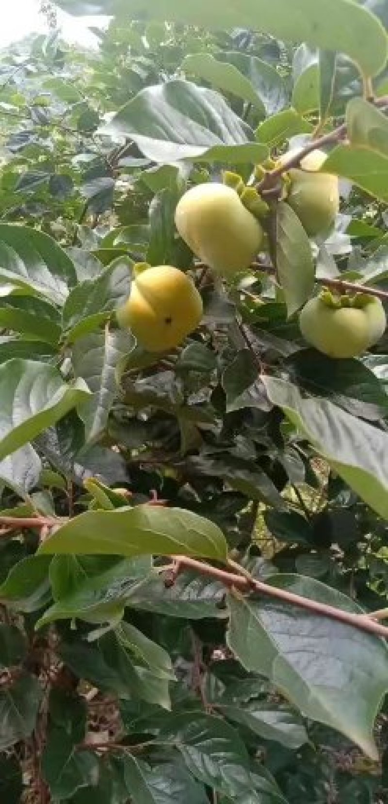 大量出售云南脆柿子，
