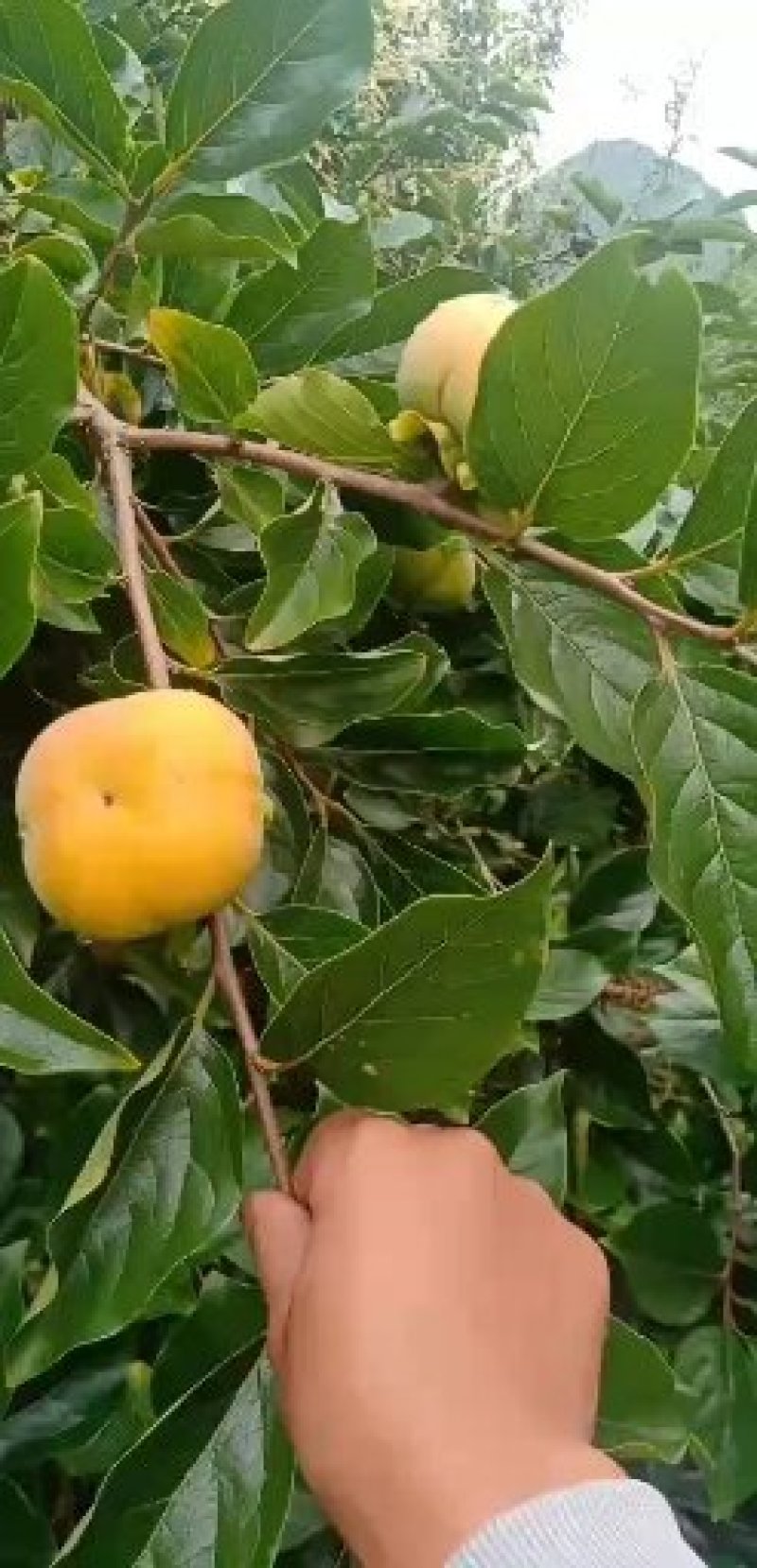 大量出售云南脆柿子，