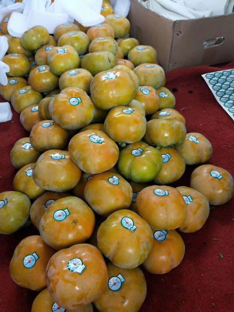 大量出售云南脆柿子，