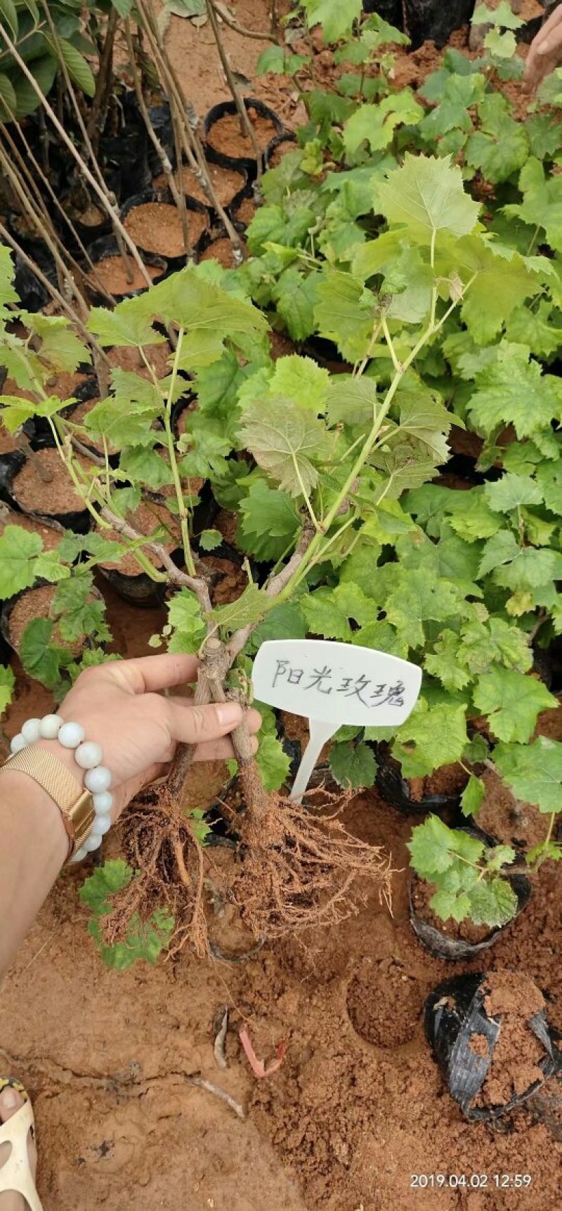 阳光玫瑰葡萄苗扦插苗嫁接苗夏黑葡萄苗