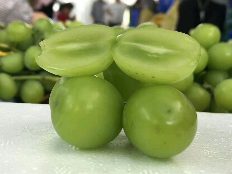 阳光玫瑰葡萄苗扦插苗嫁接苗夏黑葡萄苗