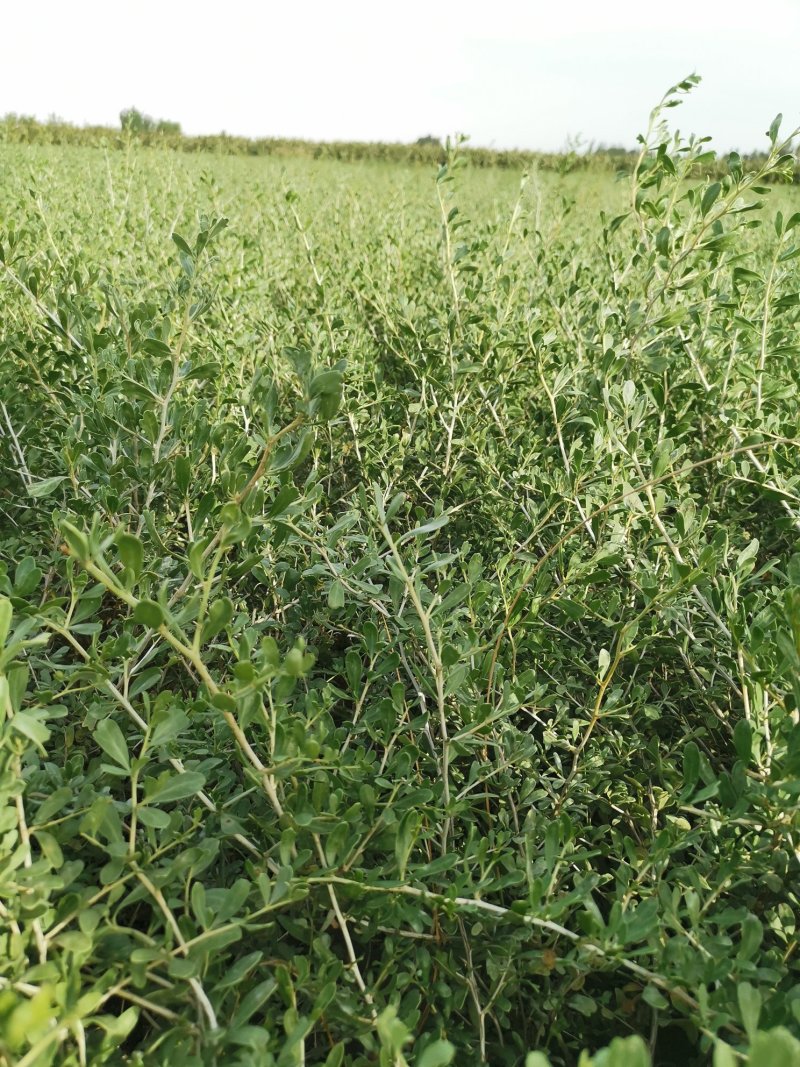 供应白刺苗甘肃白刺基地