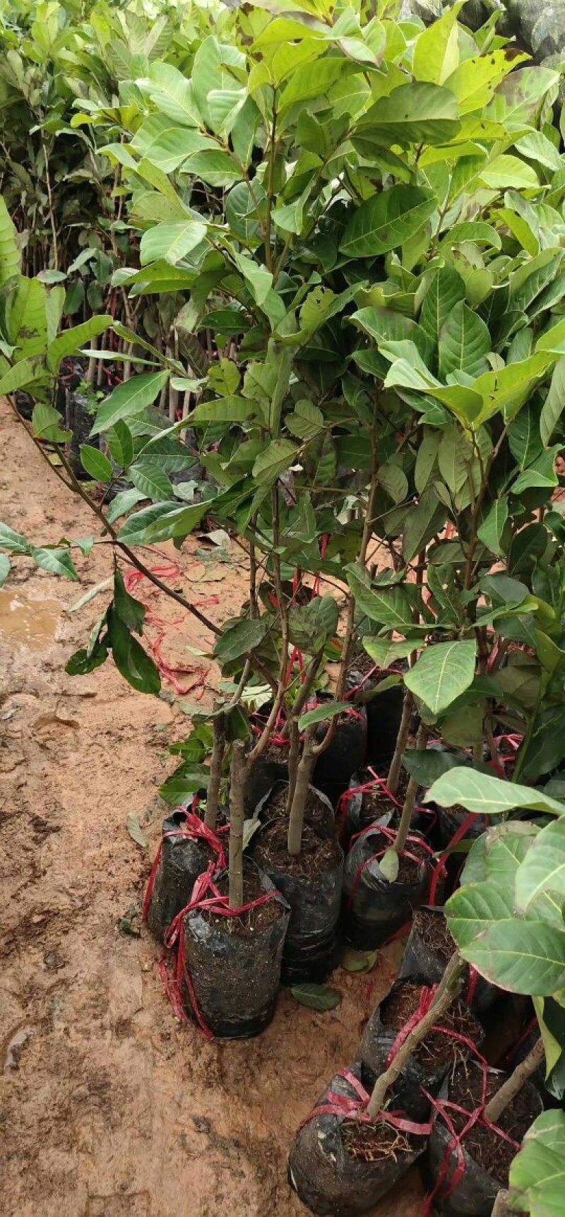 红毛丹苗嫁接苗两年嫁接苗高端水果苗