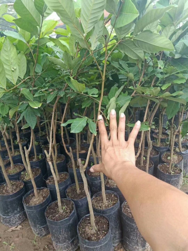 红毛丹苗嫁接苗两年嫁接苗高端水果苗