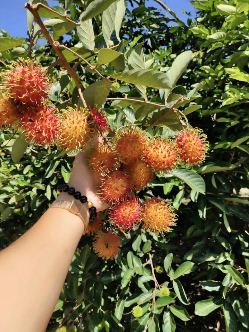 红毛丹苗嫁接苗两年嫁接苗高端水果苗