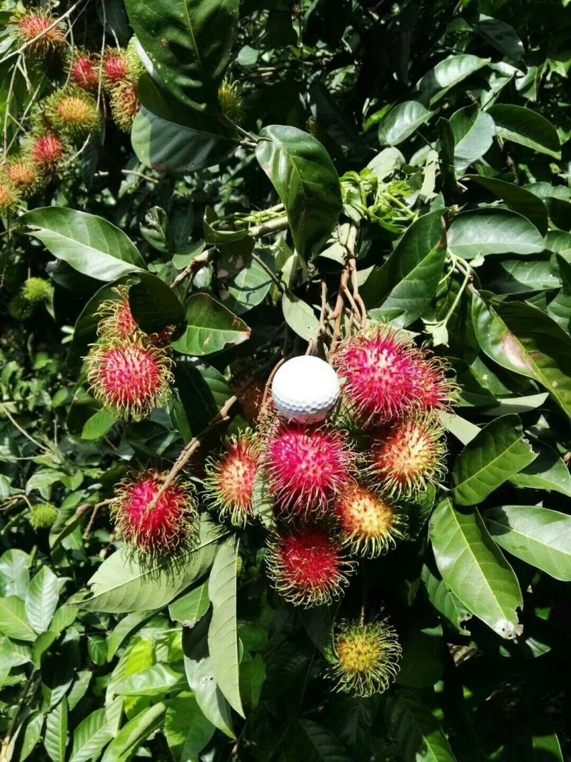 红毛丹苗嫁接苗两年嫁接苗高端水果苗
