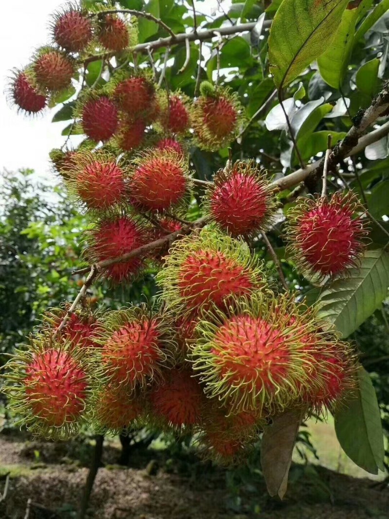 红毛丹苗嫁接苗两年嫁接苗高端水果苗