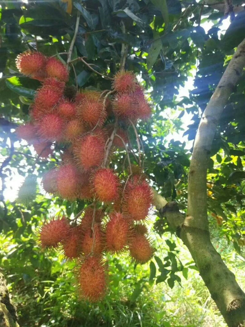 红毛丹苗嫁接苗两年嫁接苗高端水果苗