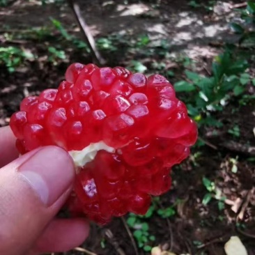 云南丽江突尼斯软籽石榴水果新鲜包邮超甜薄皮软籽石榴