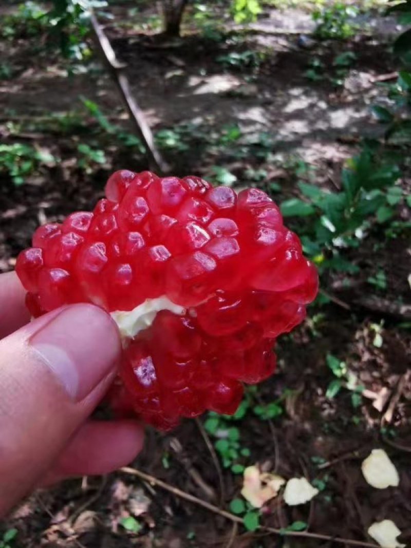 云南丽江突尼斯软籽石榴水果新鲜包邮超甜薄皮软籽石榴