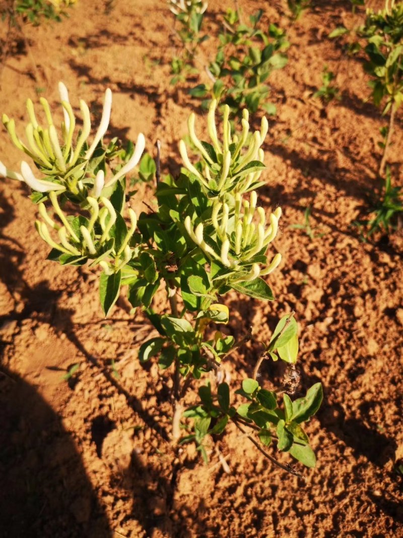 15天不开花金银花苗，种植基地供应，成活率高……