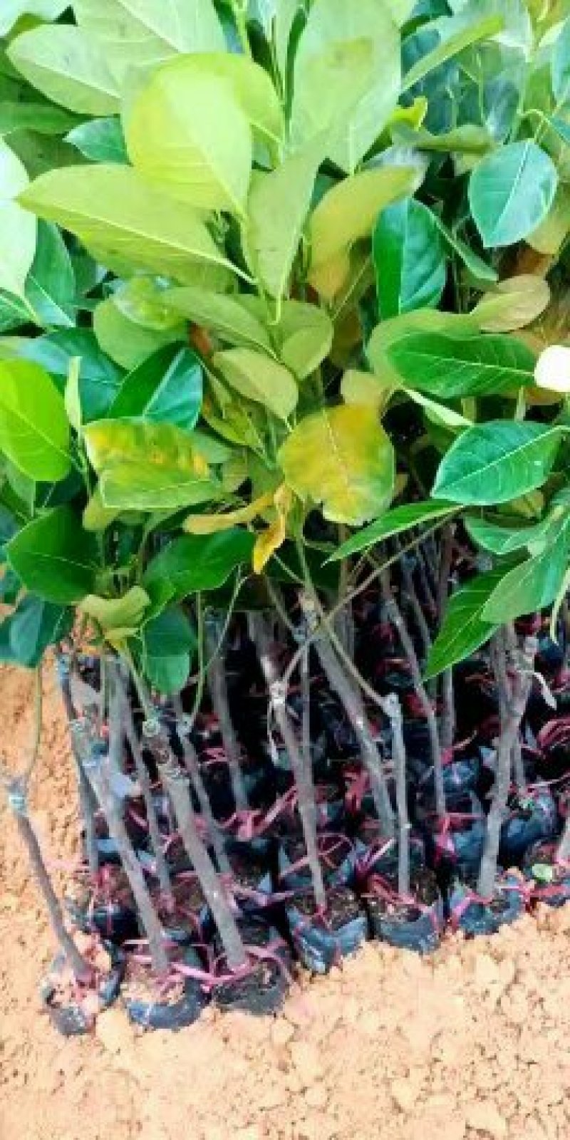泰国红肉菠萝蜜苗马来西亚一号菠萝蜜苗八号菠萝蜜苗