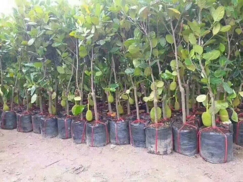 泰国红肉菠萝蜜苗马来西亚一号菠萝蜜苗八号菠萝蜜苗