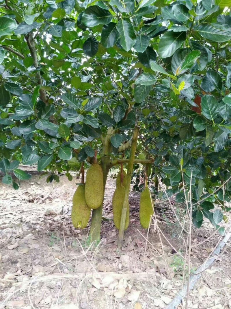 泰国红肉菠萝蜜苗马来西亚一号菠萝蜜苗八号菠萝蜜苗