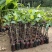 泰国红肉菠萝蜜苗马来西亚一号菠萝蜜苗八号菠萝蜜苗