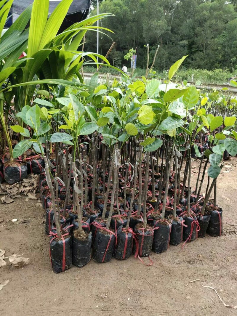 泰国红肉菠萝蜜苗马来西亚一号菠萝蜜苗八号菠萝蜜苗