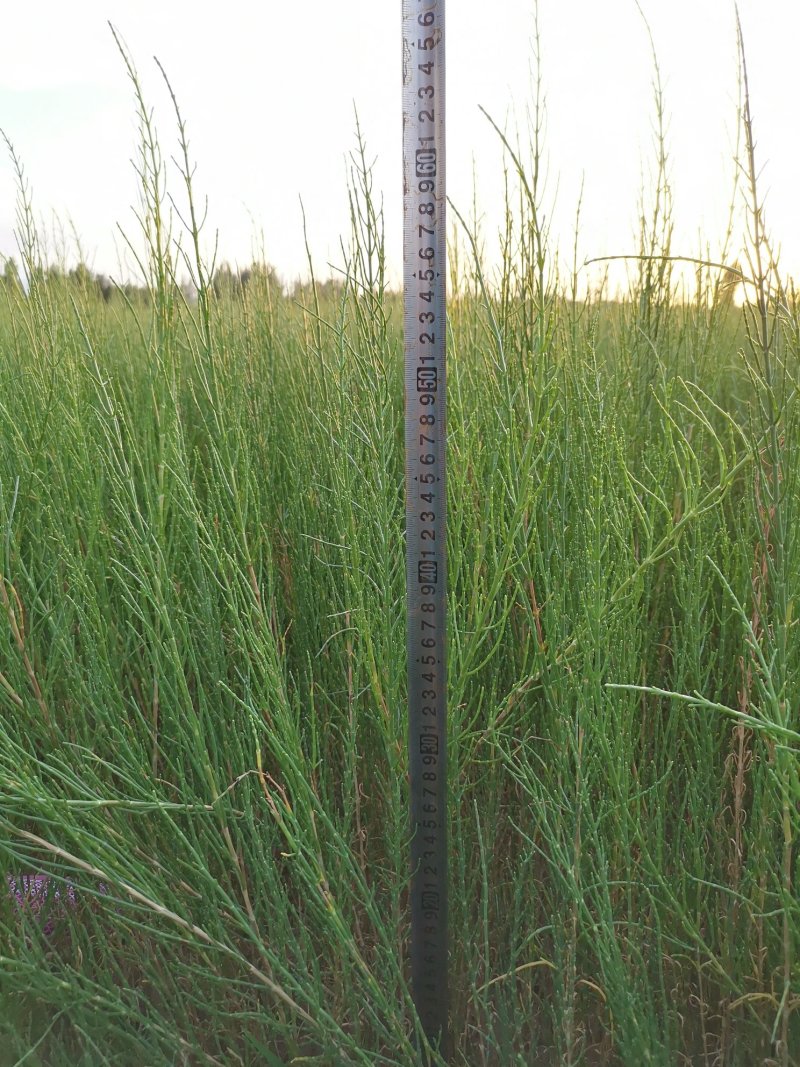 甘肃梭梭苗圃5000万株梭梭苗自产自销一两年生梭梭树