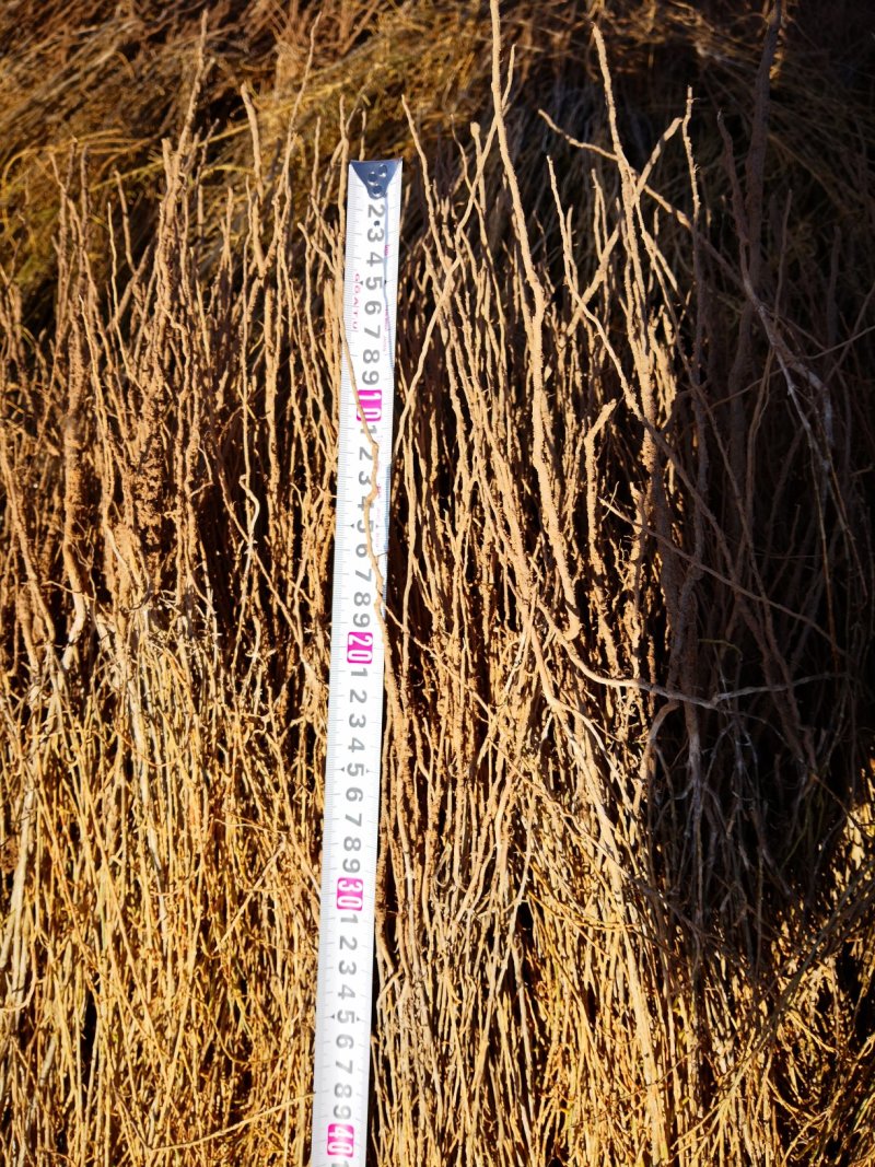 甘肃梭梭苗基地一年生梭梭树苗