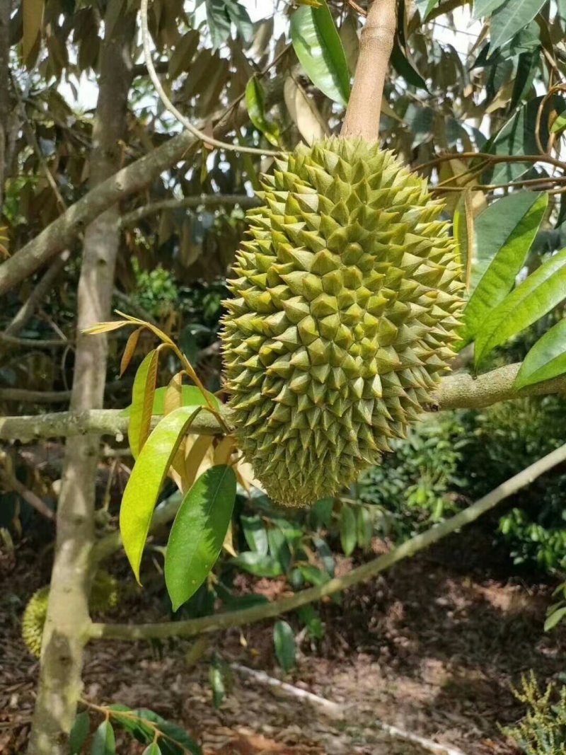 榴莲苗金枕榴莲苗二年苗泰国榴莲苗猫山榴莲苗