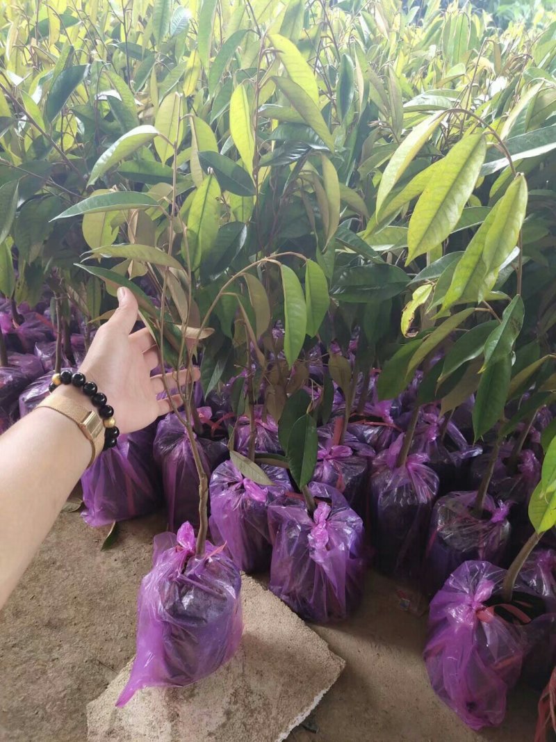 榴莲苗金枕榴莲苗二年苗泰国榴莲苗猫山榴莲苗