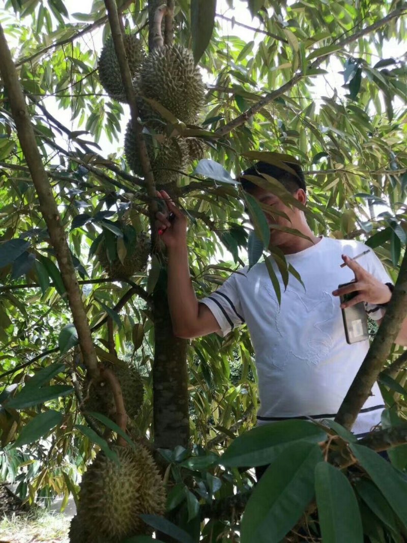 榴莲苗金枕榴莲苗二年苗泰国榴莲苗猫山榴莲苗