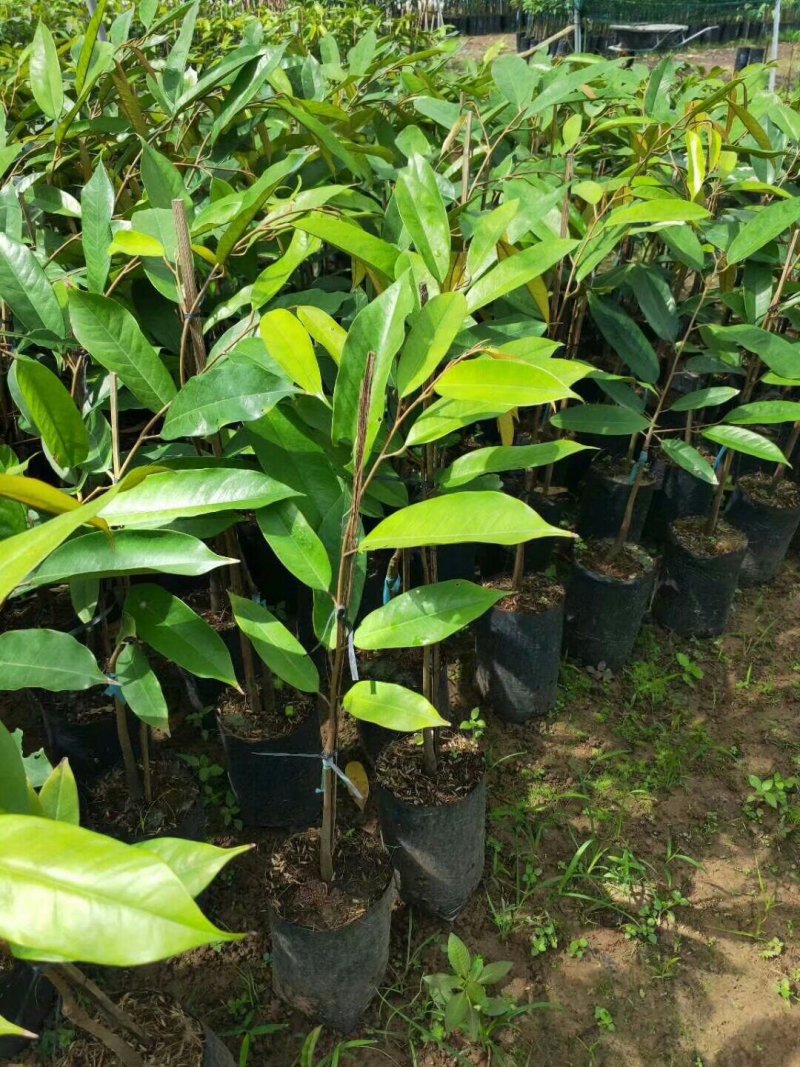 榴莲苗金枕榴莲苗二年苗泰国榴莲苗猫山榴莲苗