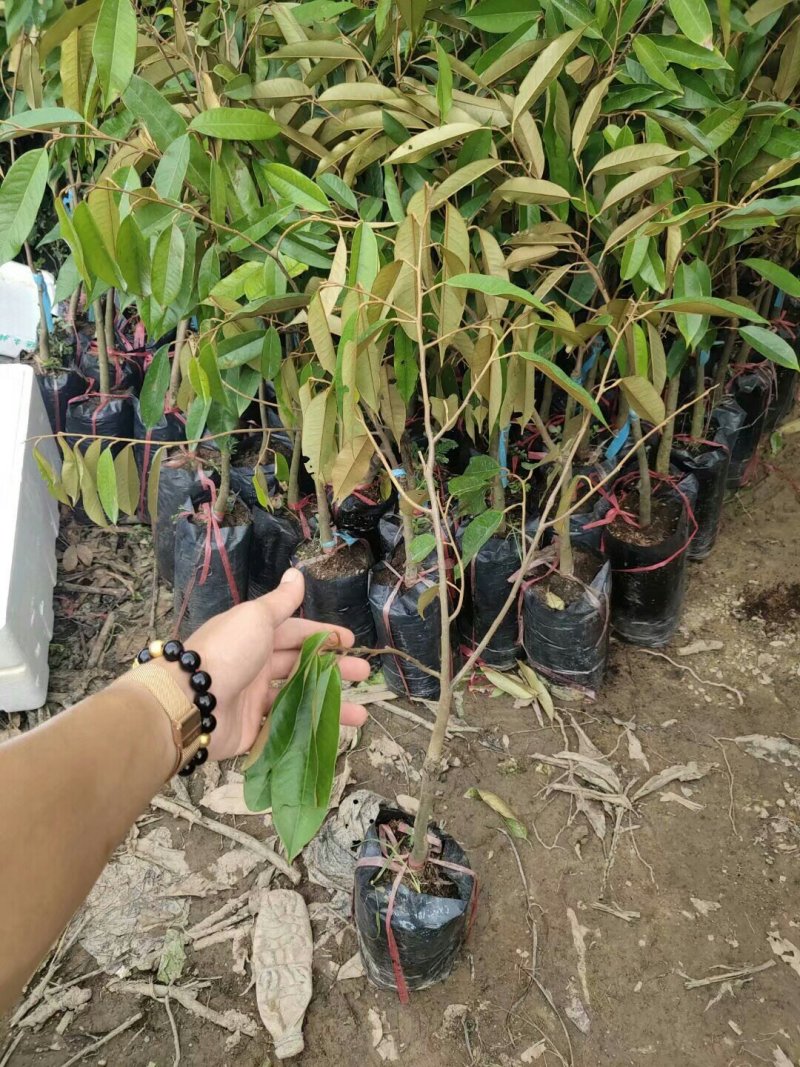 榴莲苗金枕榴莲苗二年苗泰国榴莲苗猫山榴莲苗