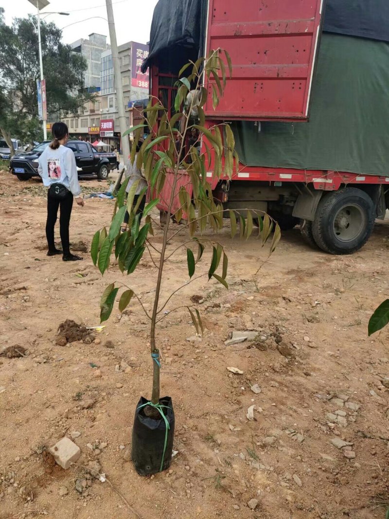 榴莲苗金枕榴莲苗二年苗泰国榴莲苗猫山榴莲苗