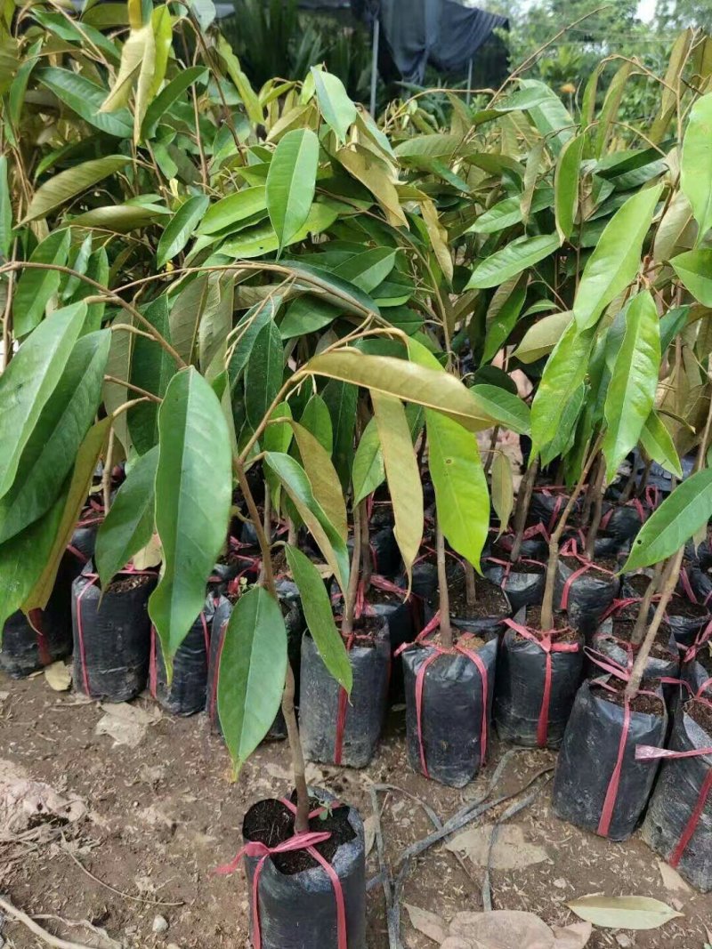 榴莲苗金枕榴莲苗二年苗泰国榴莲苗猫山榴莲苗