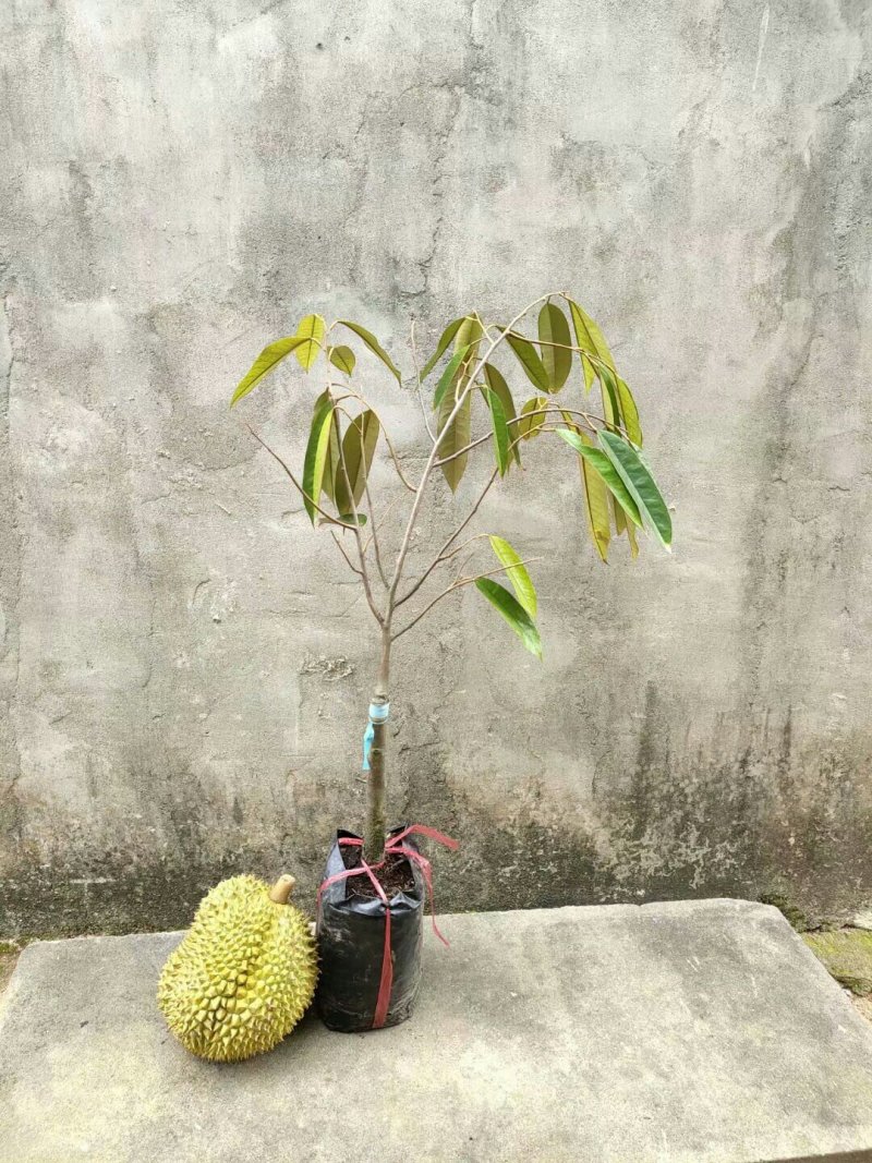 榴莲苗金枕榴莲苗二年苗泰国榴莲苗猫山榴莲苗