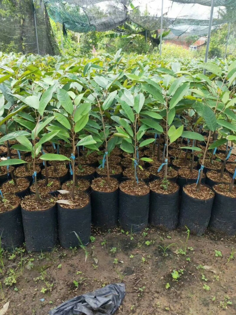 榴莲苗金枕榴莲苗二年苗泰国榴莲苗猫山榴莲苗